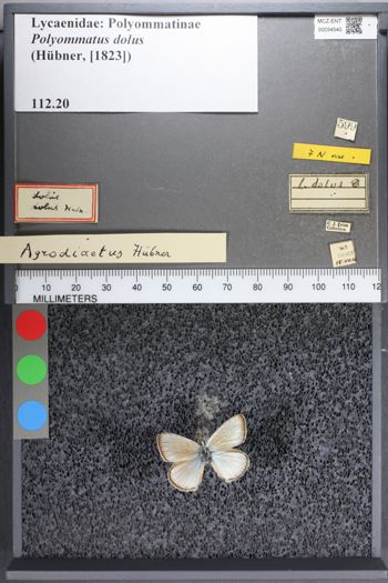 Media type: image;   Entomology 54540